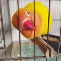 نروماده|پرنده|قم, شاه سید علی|دیوار