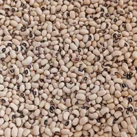 لوبیا چشم بلبلی اعلا روغن نیلوفر