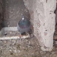 کبوتر دوبر نژاددار