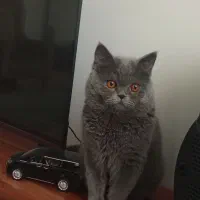 گربه بریتیش نر برای جفتگیری|گربه|اسلام‌شهر, شهرک قائمیه|دیوار