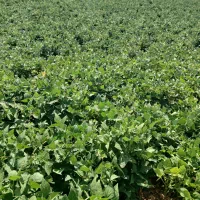 بذر شنبلیله مرعوب