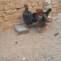 مرغ تخمی|حیوانات مزرعه|بوژگان, |دیوار