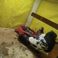 نرماده سینه سیاه