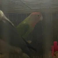 طوطی کوتوله برزیلی ماده مولد|پرنده|قائم‌شهر, |دیوار