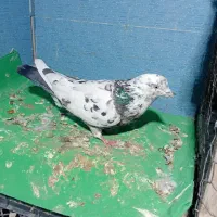 دوتا نر و ماده مامونیه|پرنده|ساوه, |دیوار