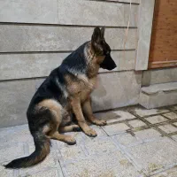 ژرمن بلک فیس پاخرگوشی|سگ|رفسنجان, |دیوار