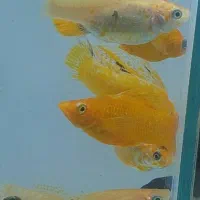 ماهی مولی انواع نژاد دم عقربی باله بادبانی خال دار|ماهی|مشهد, شفا|دیوار