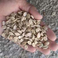 تخمه هندوانه کدویی|عمدهفروشی|مراوه, |دیوار