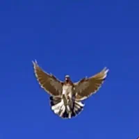 گزن ترکیه مایه الیام