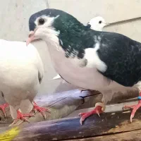 کفتر مفت مفت