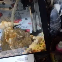 آکواریوم و ماهی گوپی|ماهی|زاهدان, |دیوار