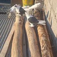 یک جفت قره ابلاغ نقشه نقش بدون ایراد