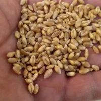 فروش‌گندم‌ابی‌بوجار.۱۳تن