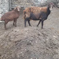 میش  افشار با بره