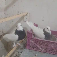 طوقی