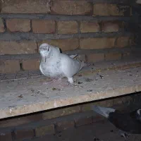 کبوتر جفت باش قرمزی|پرنده|ارشق, |دیوار