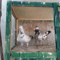 کفتر پرشی/ساعت بالا|پرنده|شاهدشهر, |دیوار