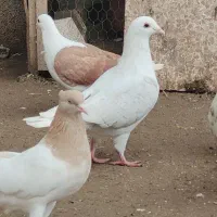 کبوتر طوقی و دوبال اهوزی و کله زرد و سرخ