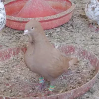 زرد فری کاکل