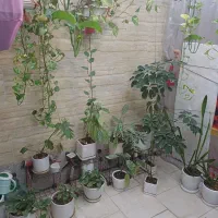 گلهای آپارتمانی