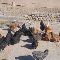 مرغ|حیوانات مزرعه|کاشمر, |دیوار