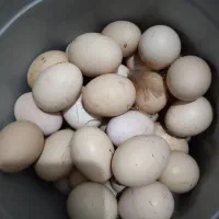 تخم مرغ محلی