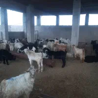 کهره جهت گوشتی و قربانی