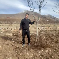 نهال اسرایلی پایه بلند