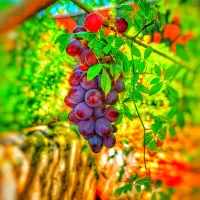 فروش باغ|فروش خانه و ویلا|سیاخ دارنگون, |دیوار