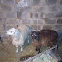 بره|حیوانات مزرعه|سده (خراسان جنوبی), |دیوار