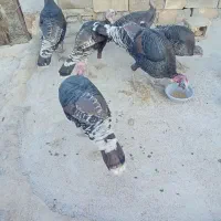 بوقلمون نر و ماده|حیوانات مزرعه|ایذه, |دیوار