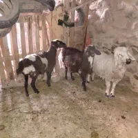 بره درجه یک خونگی