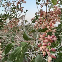 فروش باغ پسته|فروش دفتر صنعتی، کشاورزی، تجاری|تربت‌حیدریه, پائین ولایت|دیوار