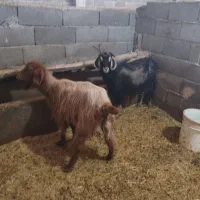 دو عدد بز|حیوانات|نورآباد, |دیوار