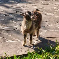 بزغاله ماده کرمانشاهی