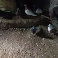 یک لانه کبوتر|پرنده|ملکان, |دیوار