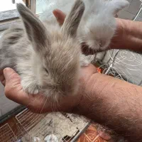 فروش بچه خرگوش آنگورا وجرسی ولوپی ومینیاتوری|موش و خرگوش|کرمانشاه, |دیوار