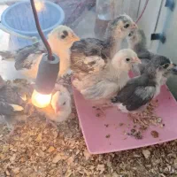 جوجه گلین|حیوانات مزرعه|مبارکه, |دیوار
