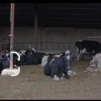 خریدو فروش گاو و گوساله