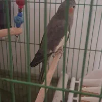 عروس هلندی|پرنده|آستانه اشرفیه, |دیوار