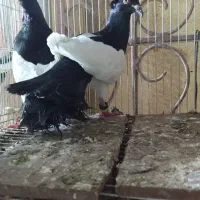 یهودی کاکل  و قره سوری