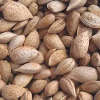 بادام تربت حیدریه