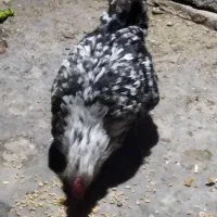 مرغ گلین|حیوانات مزرعه|اصفهان, قهجاورستان|دیوار