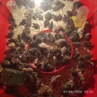 جوجه بلدرچین یک روزه 25000 تومان