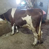 گاو سیمینتال شیری ۲عدد|حیوانات مزرعه|سرشیو, |دیوار