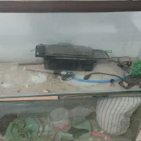 اکواریم شرکتی