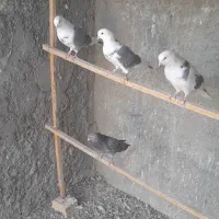 دوکت سبز