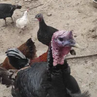 بوقلمون فروشی