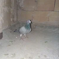کبوتر مسافتی|پرنده|پاکدشت, پاکدشت (مامازند)|دیوار
