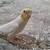 عروس هلندی با قفس